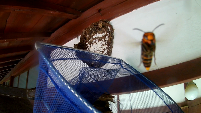米原市に生息するコガタスズメバチの特徴と生態