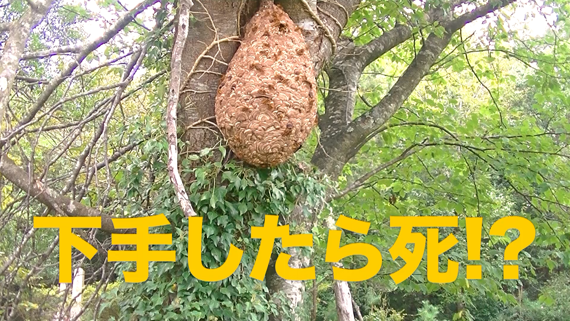 米原市に生息するキイロスズメバチの特徴と生態